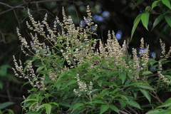 Vitex altissima